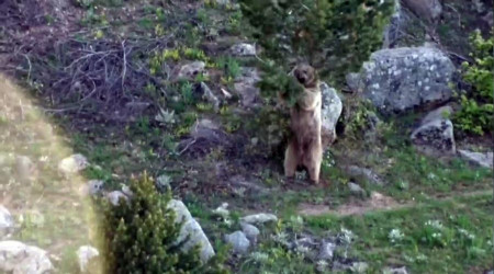 Doğa yürüyüşünde boz ayı ile karşılaştılar