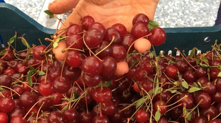 Eskişehir'de vişneler tezgâhlarda yerini aldı