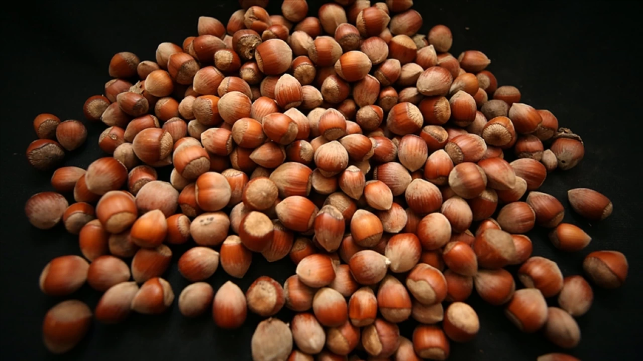 Fındık ihracatında hedef büyüdü