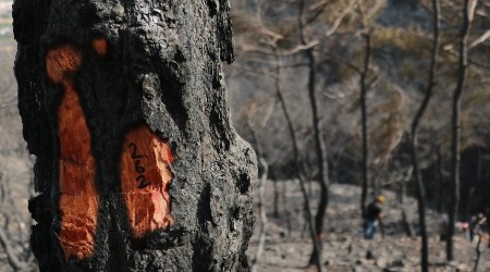 Hatay'da yanan aalarda damgalama almas balad