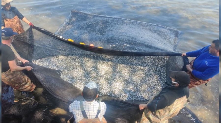 İznik Gölü'nde gümüş balığı rekoru