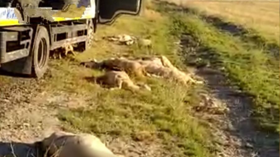 Kamyon, koyun sürüsüne daldı 20'si telef oldu