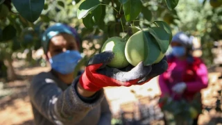 Korkuteli’nin bereketli toprakları: Neler yetişiyor?