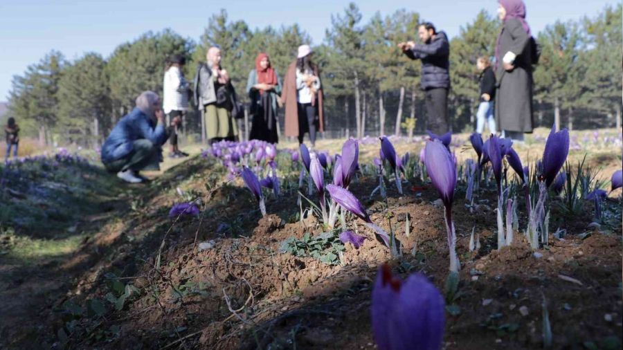 Safran tarlalarına ziyaretçi akını