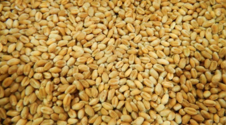 Sıvı yağdan sonra buğday hırsızlığını da gördük