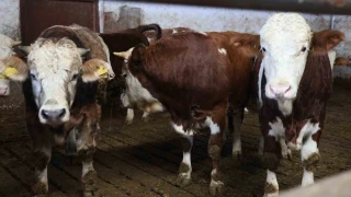 Yüzde 60 hibe aldığı destekle 300 hayvanlık çiftlik kurdu