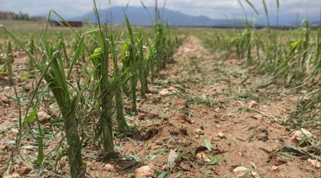 Çiftçiyi şiddetli dolu vurdu