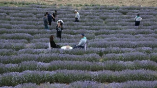 Feke tarımında dönüşüm