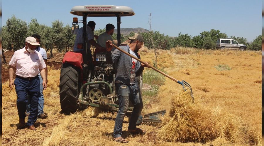 Kilis'te mercimek hasadı başladı