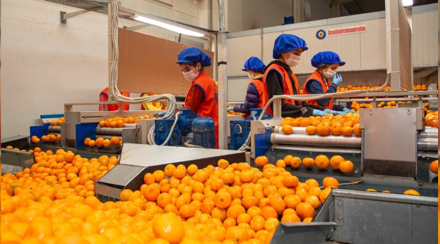 Mandalinada sezon bereketli geçti