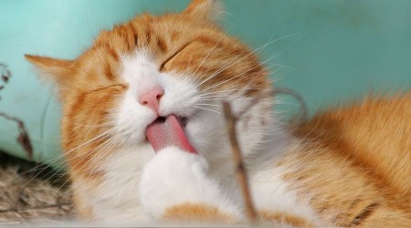 ‘Sağlığınız için kedi sevin’