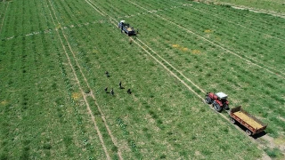 Seyhan’ın bereketli toprakları ve çitçilerin sorunları