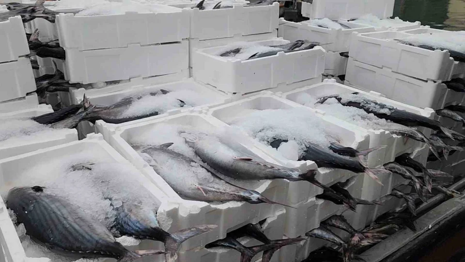 Tekirdağ açıklarında torik bereketi