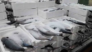 Torik ağları doldurdu::Tekirdağlı balıkçılar sevindi