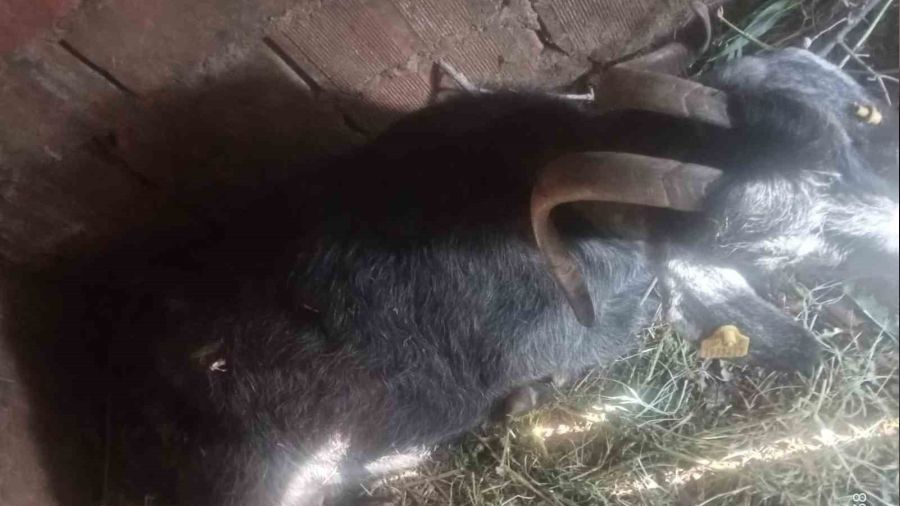 Tunceli'de aç ayılar, hayvanlara zarar vermeye başladı