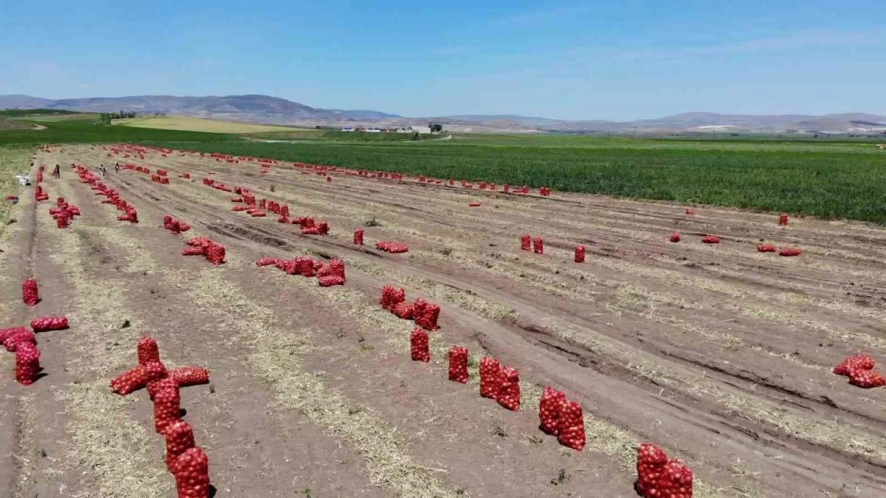 Amasya'da soğan hasadı başladı: Tarlada kilosu 7 TL