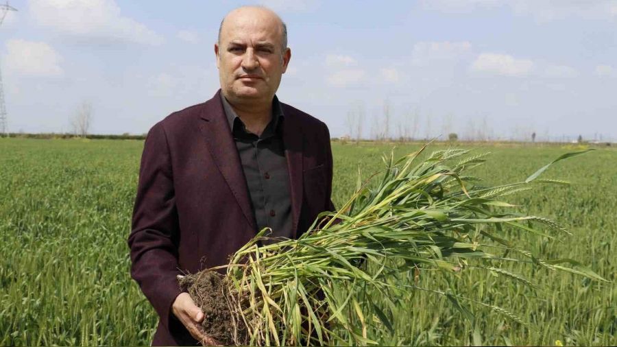 Buğdayda rekolteyi yağacak yağmurlar belirleyecek