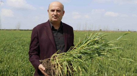 Buğdayda rekolteyi yağacak yağmurlar belirleyecek