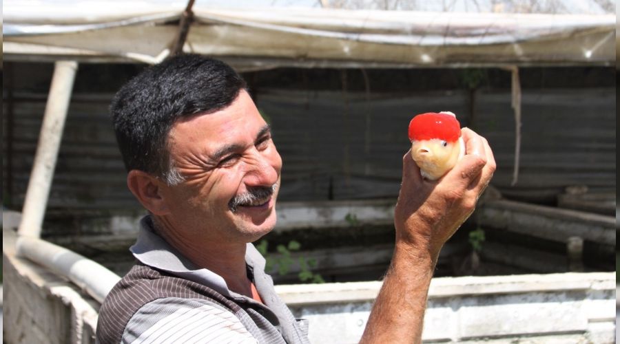 Domatesten kazanamadı, süs balığı üretmeye başladı