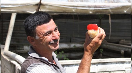 Domatesten kazanamadı, süs balığı üretmeye başladı