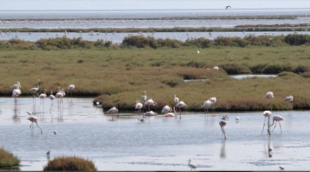 İzmir'de flamingo ölümleri endişe veriyor