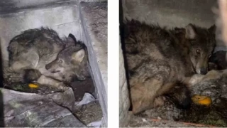 Kar nedeniyle aç kalan kurt, köpek barınağına sığındı