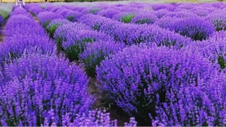 Lavanta Yalova: Doğanın içinde mor bir rüya