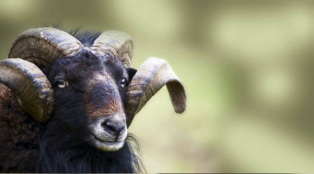 Öfkeli koç çobanı öldürdü