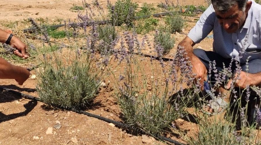 Suruç topraklarında lavanta kokusu