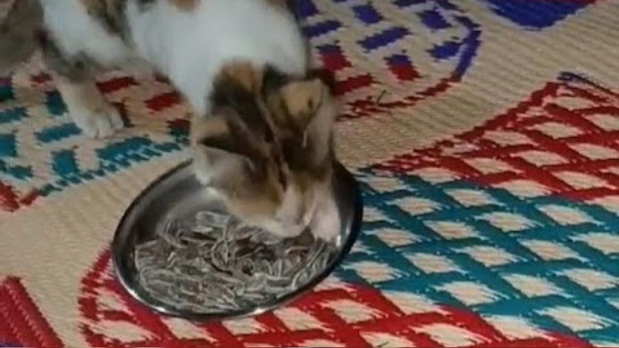 Bu kedi et değil, çekirdek yiyor