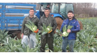 Bu vurgun çiftçileri çıldırtıyor