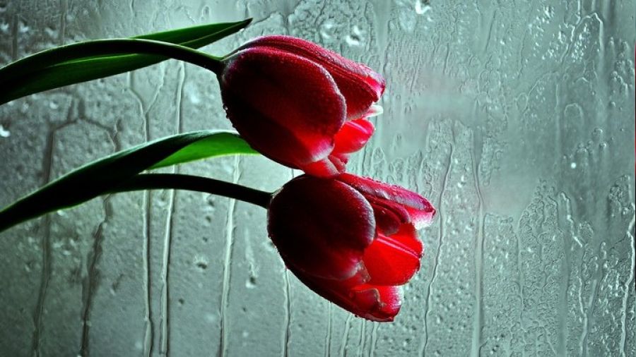 Hz. Fatıma’nın hutbeleri -1-