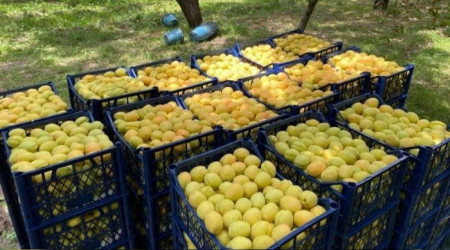 Kağızman kayısısı pazarlarda yerini aldı