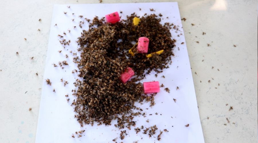 Narenciyenin kabusu geri döndü