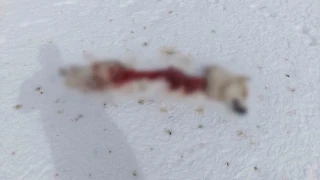 Başkale'de kurtlar köpeği parçaladı