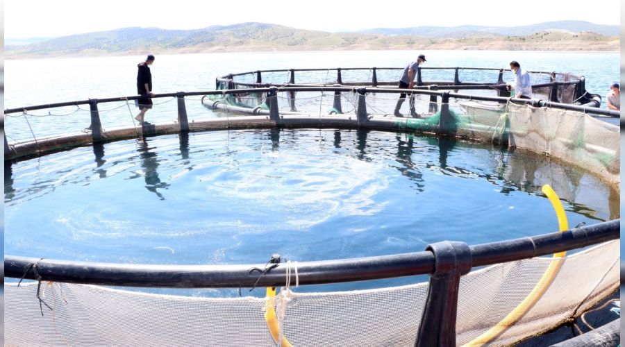 Denizi olmayan Bozkır'da yılda 60 ton balık üretti