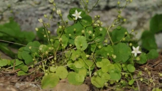 İzmir'de yeni bitki türü keşfedildi