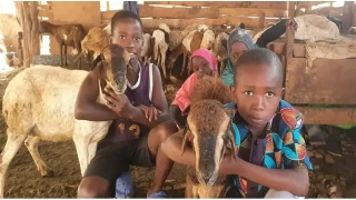 Afrika’da Kurban Bağışıyla Ulaşılan Hane Sayısı Her Yıl Artıyor