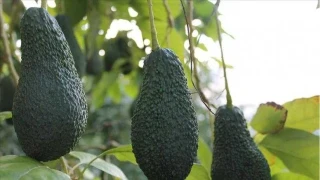 Gazipaşa'nın ‘tropikal’ devrimi